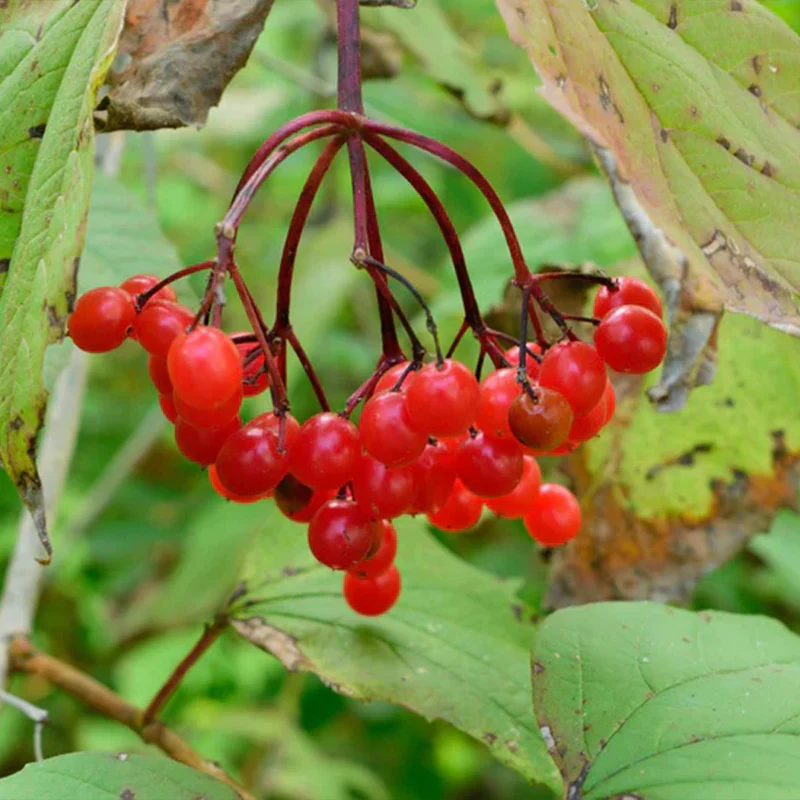 American Cranberry Seeds - Image 2