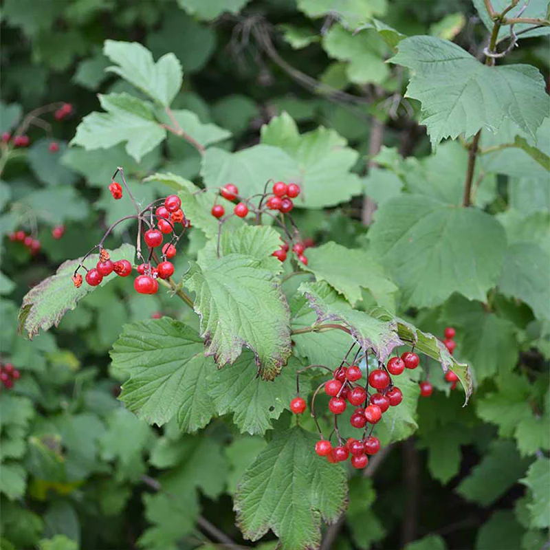 American Cranberry Seeds - Image 3