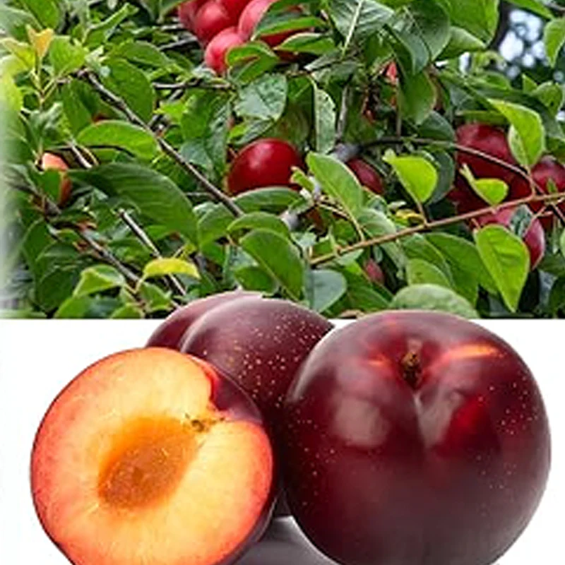 American Red Plum Tree Seeds for Planting Great Home Garden Gift - Image 2