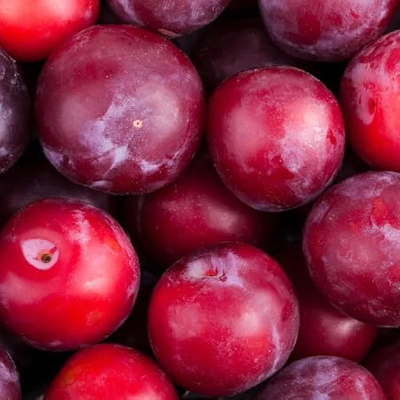 American Red Plum Tree Seeds for Planting Great Home Garden Gift - Image 3