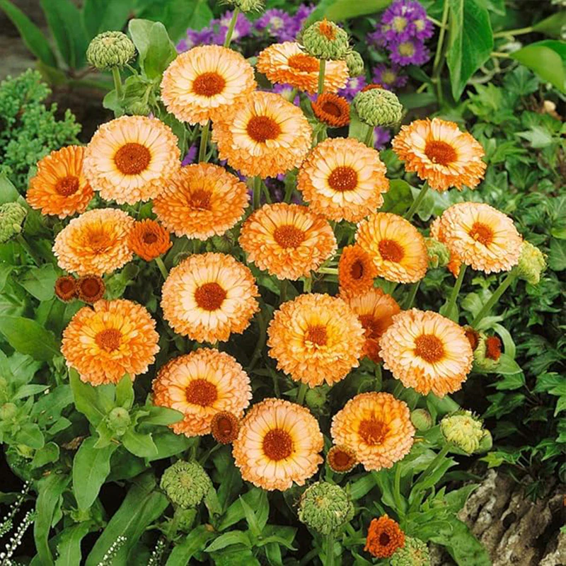 Annual Calendula Pink Surprise Pot Marigold Flower Seeds for Planting - Image 4