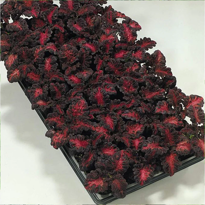 Annual Coleus Black Dragon Foliage Indoor Or Outdoor House Plant Flower Seed - Image 2