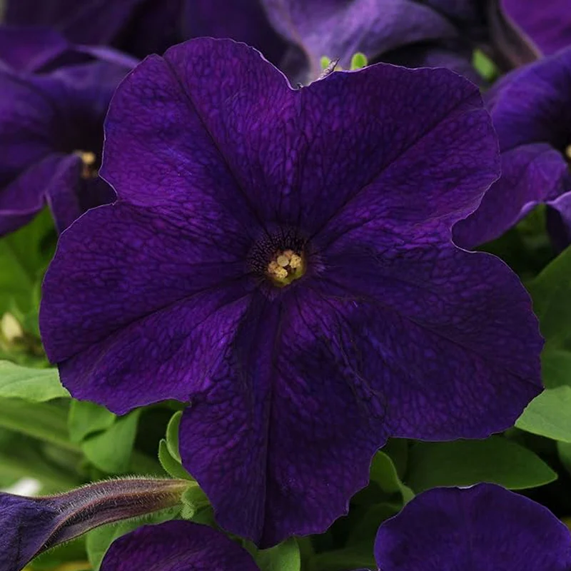Annual Petunia Alderman Flower Seeds for Planting
