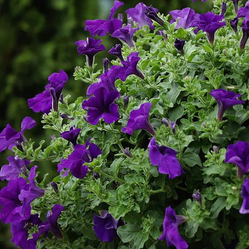 Annual Petunia Alderman Flower Seeds for Planting - Image 3