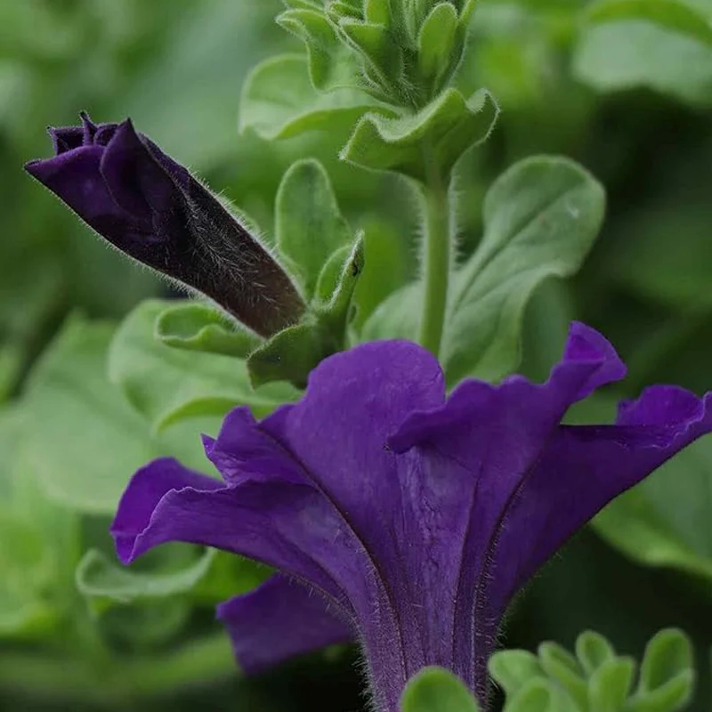 Annual Petunia Alderman Flower Seeds for Planting - Image 4