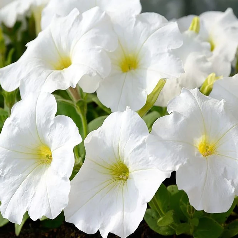 Annual Petunia Multiflora White Flower Seeds for Planting - Image 2