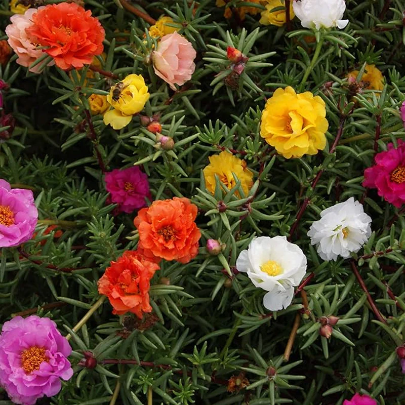 Annual Portulaca Moss Rose Ground Cover Seed Mix for Planting - Image 2