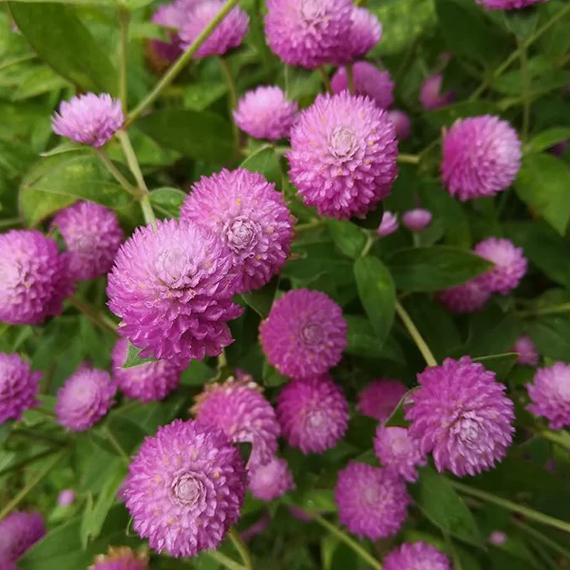 Annual Rose Gomphrena Globosa Flower Seed for Planting - Image 3