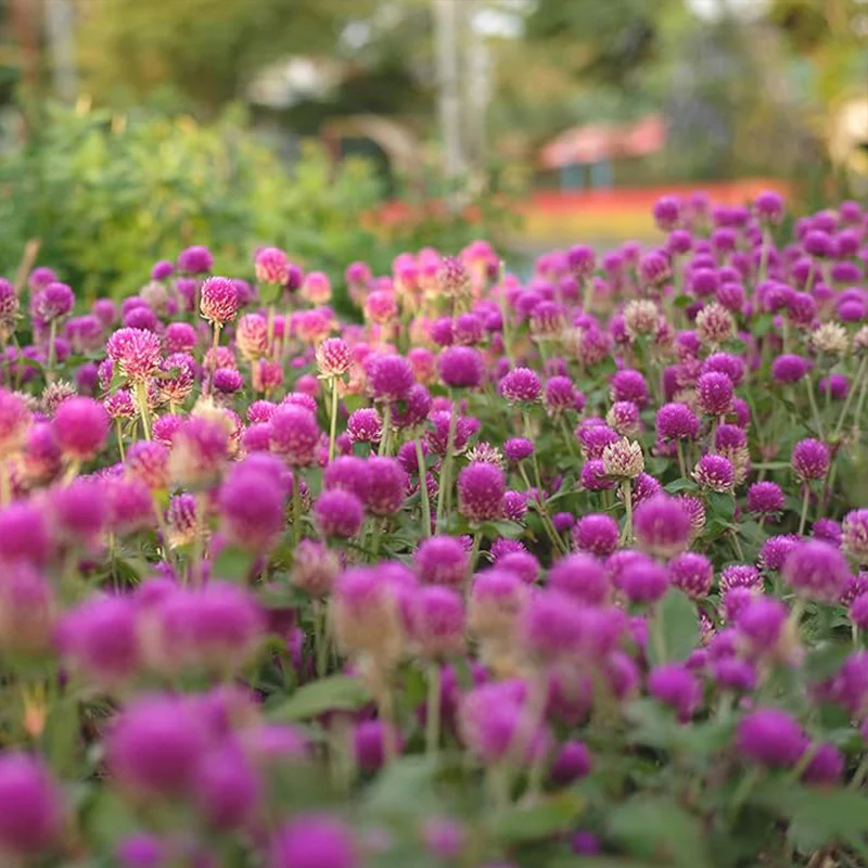 Annual Rose Gomphrena Globosa Flower Seed for Planting - Image 4
