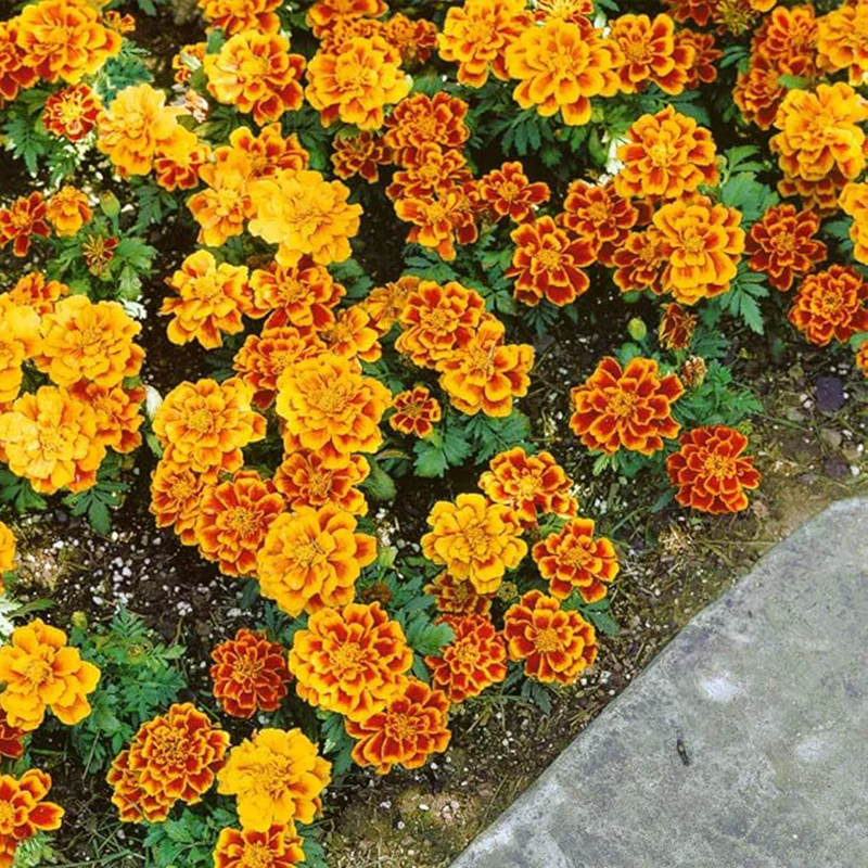 Annual Tagetes Patula Durango Flame French Marigold Garden Flower Seed for Planting - Image 3