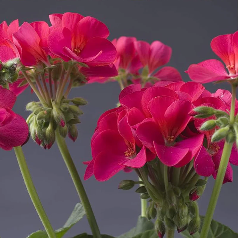 Annual Violet Geranium Flower Seed for Planting