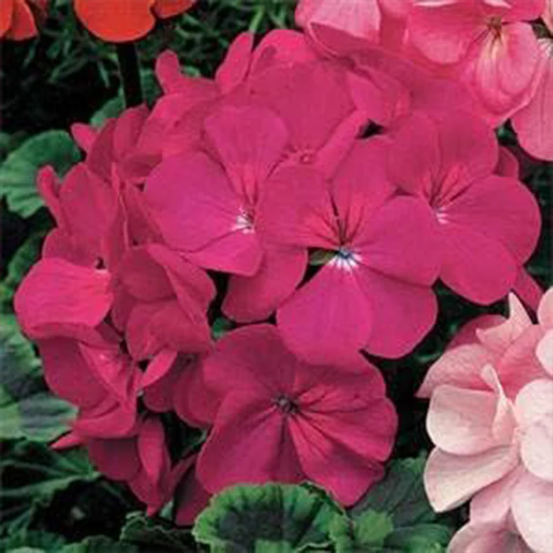 Annual Violet Geranium Flower Seed for Planting - Image 2