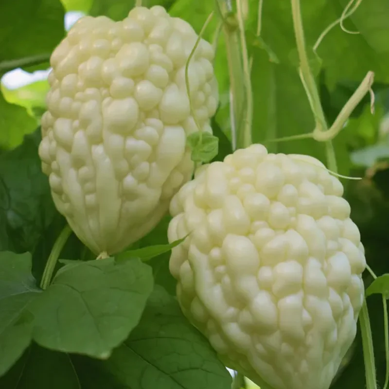 Apple Bitter Melon - Image 2