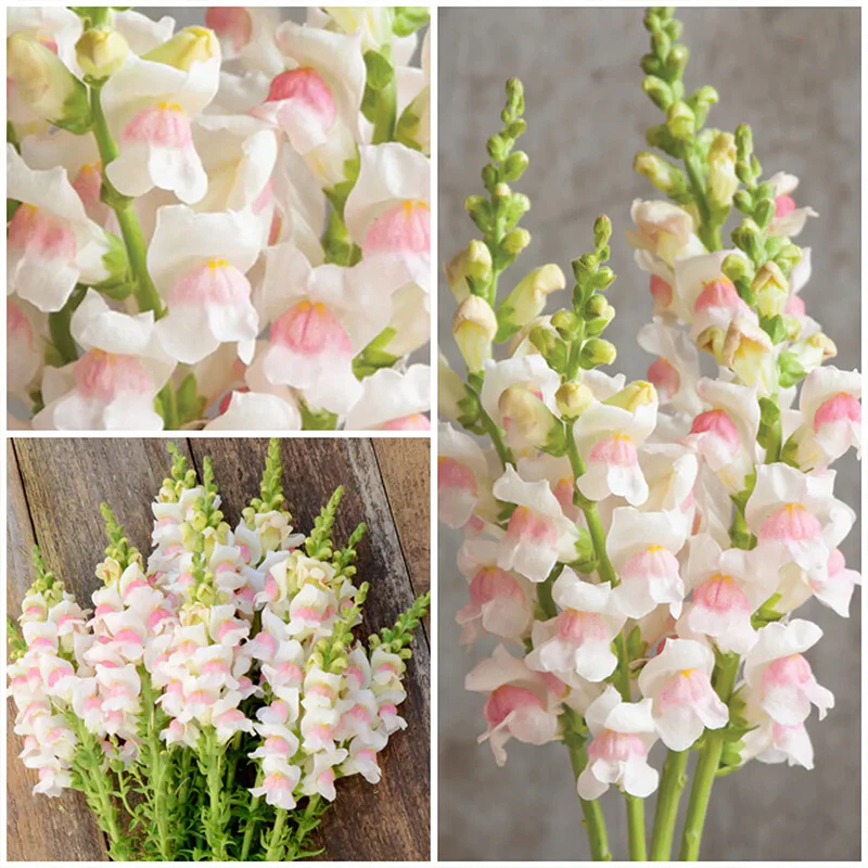 Apple Blossom Snapdragon Flower Seeds-Extremely romantic flowers - Image 2