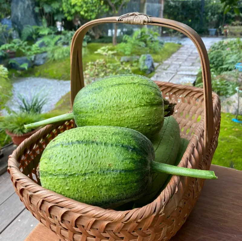 Apple Luffa Seeds - Image 4