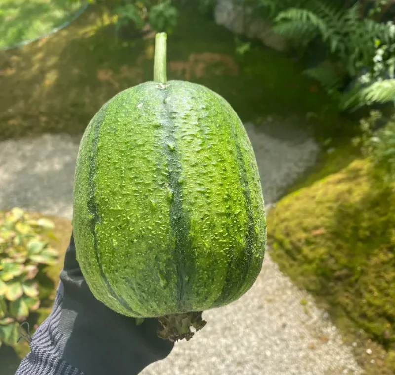 Apple Luffa Seeds - Image 7