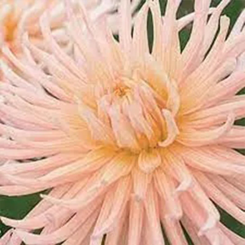 APRICOT STAR - Image 3