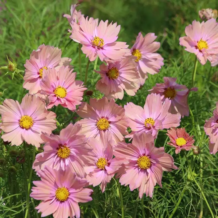 Apricotta' Cosmos Seeds