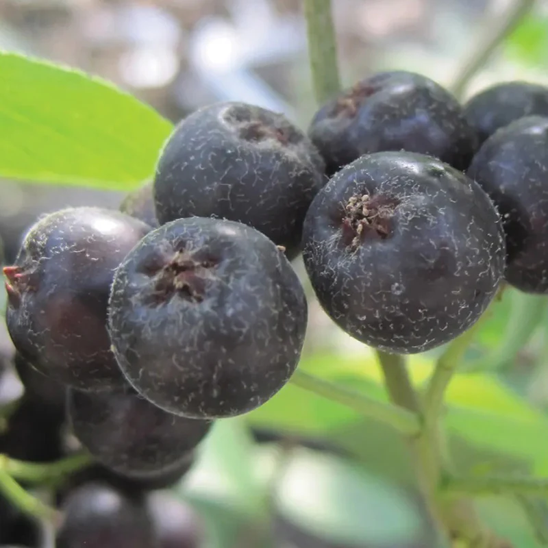 Aronia melanocarpa, Viking - Image 2
