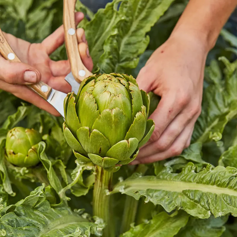 Artichoke, Imperial Star - Image 2