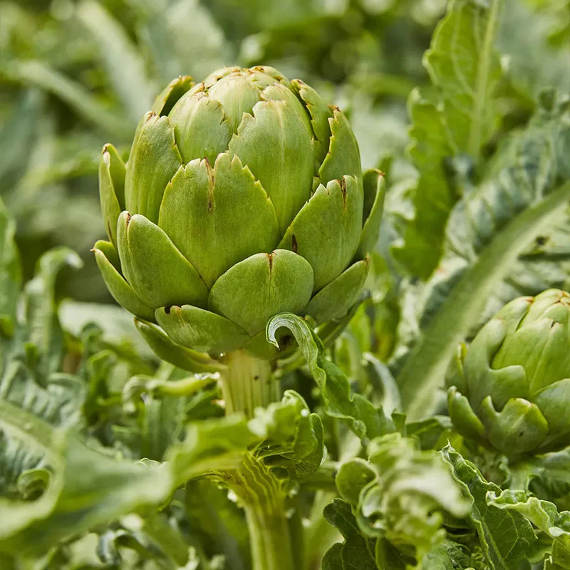 Artichoke, Imperial Star - Image 4