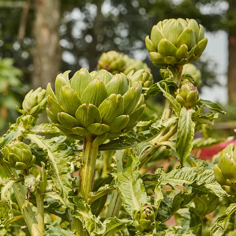 Artichoke, Imperial Star - Image 5