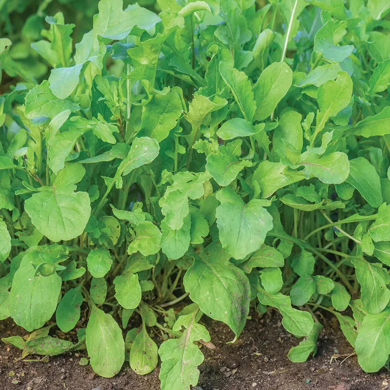 Arugula, Rocket (Roquette) - Image 2
