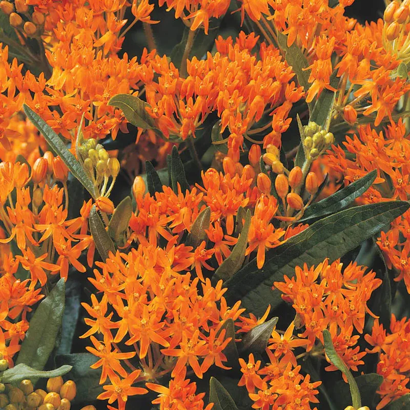 Asclepias Collection - Image 3