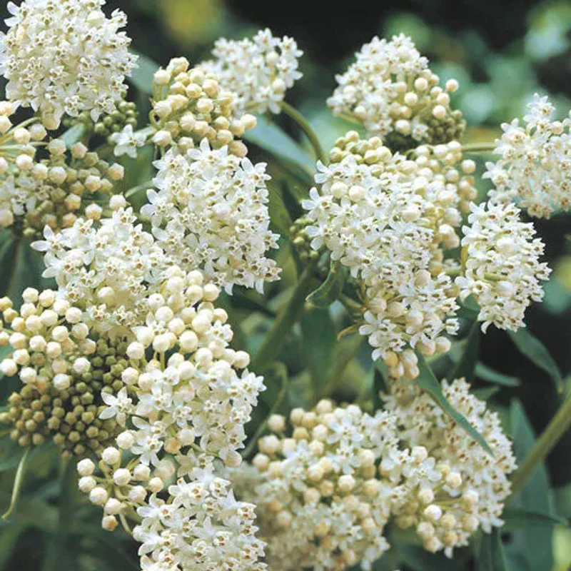 Asclepias Collection - Image 4