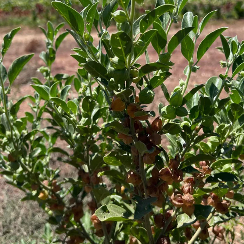 Ashwagandha - Image 3