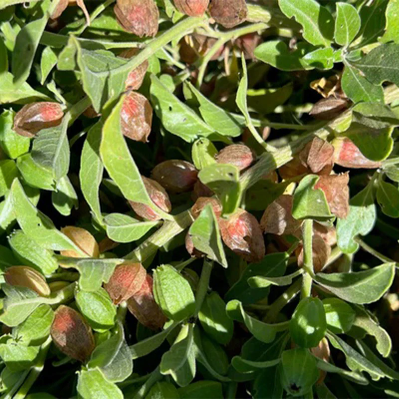 Ashwagandha - Image 4
