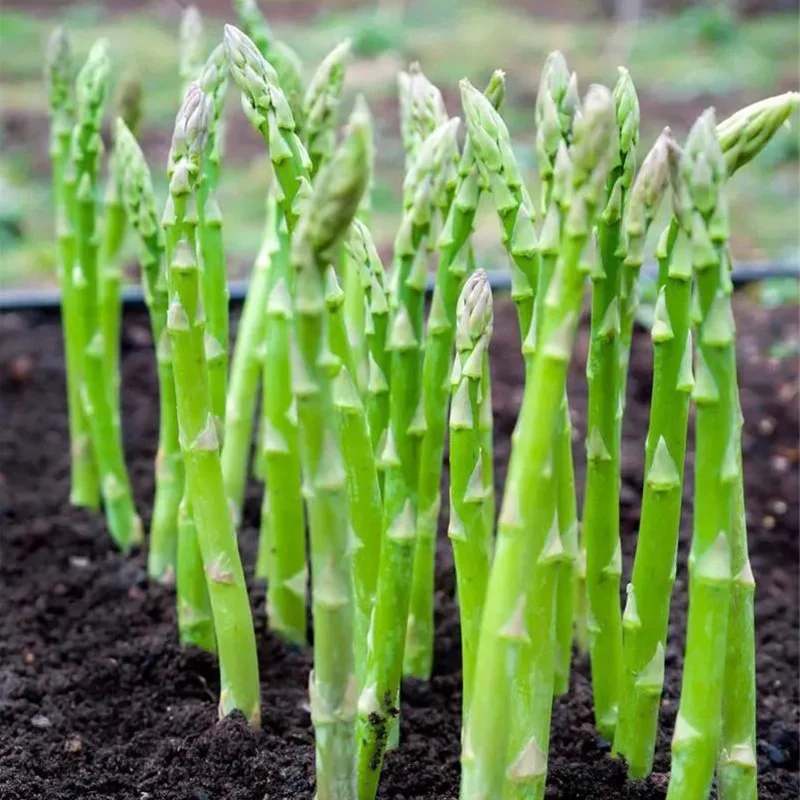 Asparagus Crowns Millennium