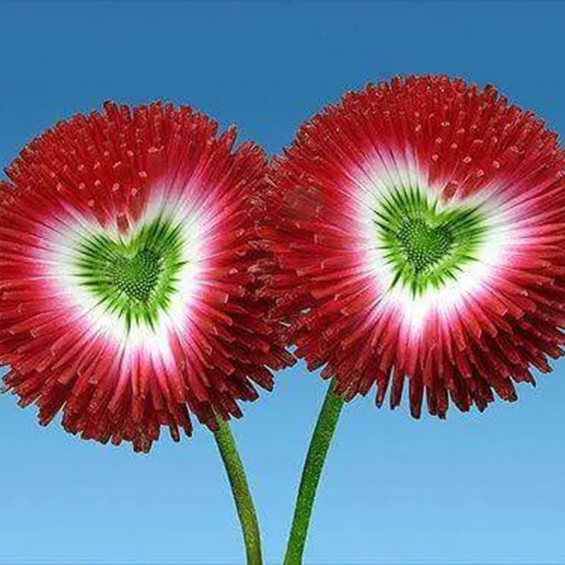 Aster Formula Mixed Colors - Flower Seeds - Image 3
