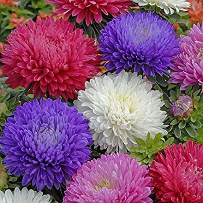 Aster Formula Mixed Colors - Flower Seeds - Image 4