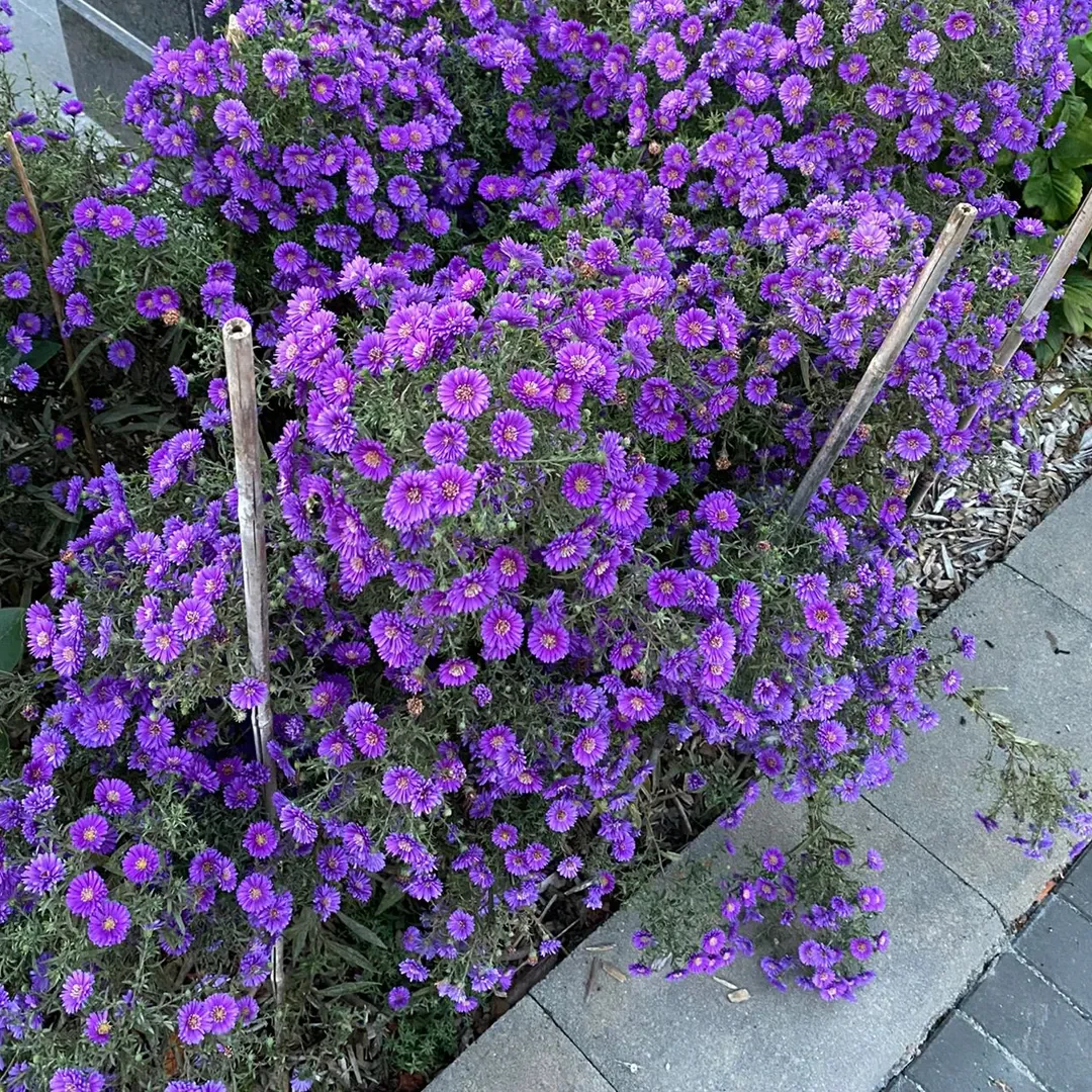 Aster Seeds- Purple Dome - Image 4