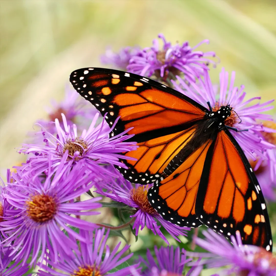 Aster Seeds- Purple Dome - Image 5