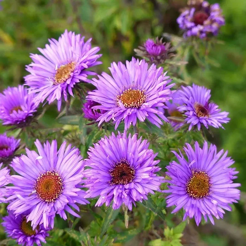 Autumn Magic Pollinator Collection Seeds - Image 4