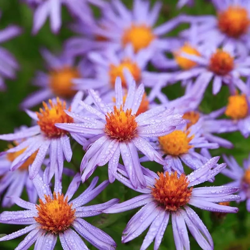 Autumn Magic Pollinator Collection Seeds - Image 5