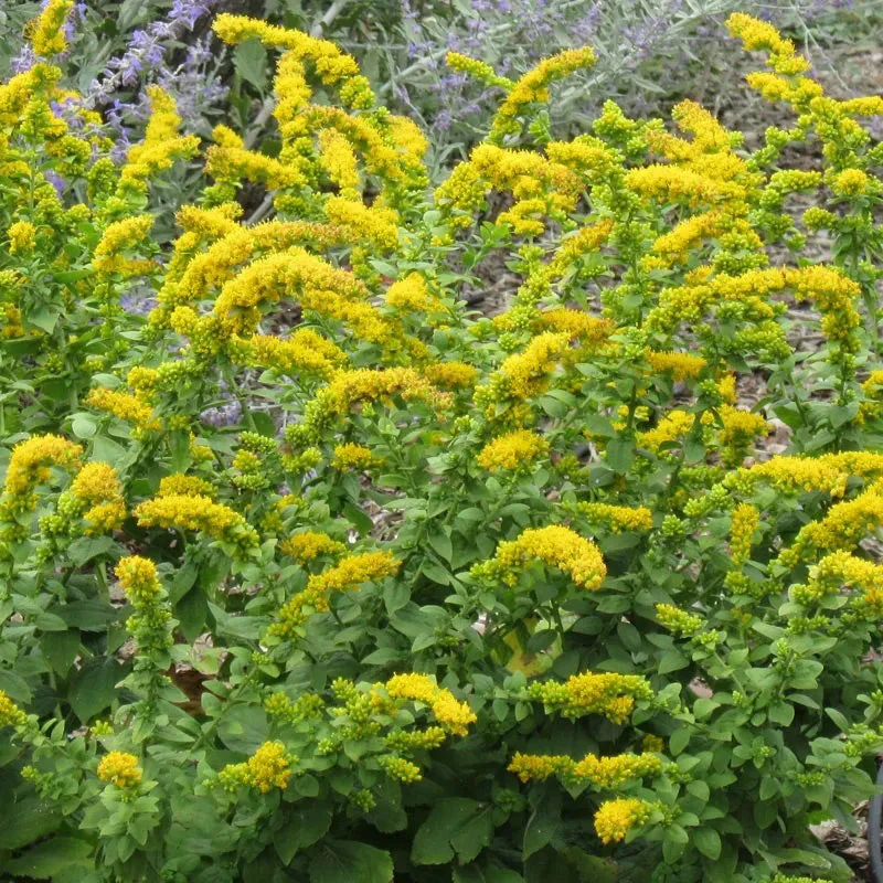 Autumn Magic Pollinator Collection Seeds - Image 6