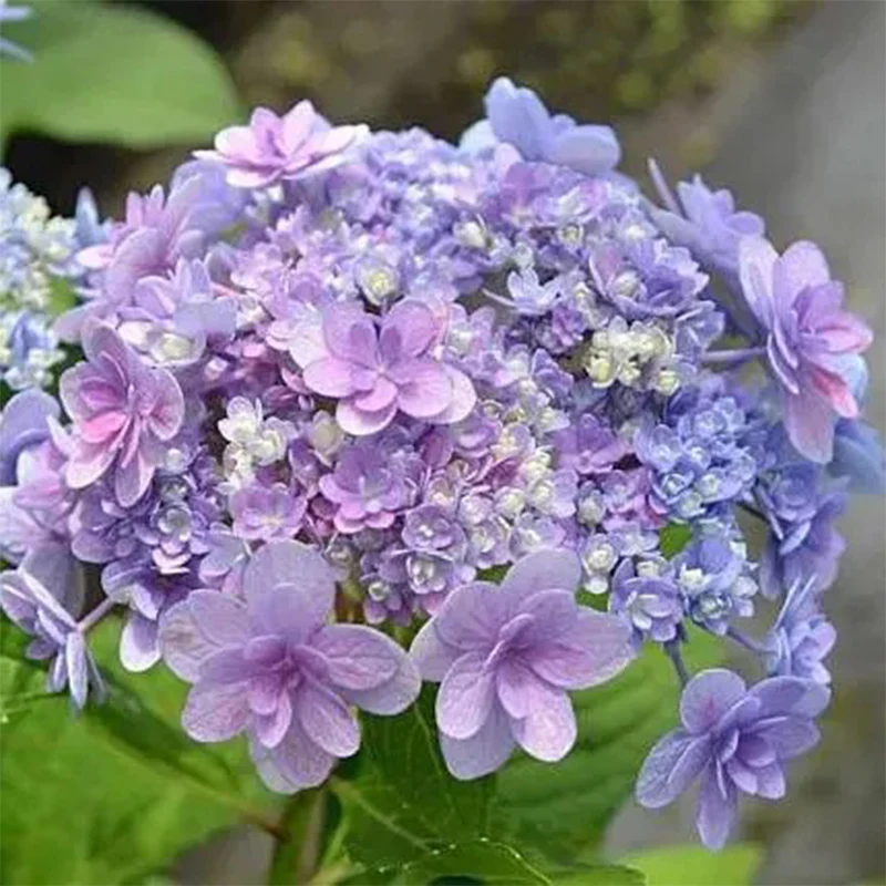 Ayesha Hydrangea macrophylla - Image 2