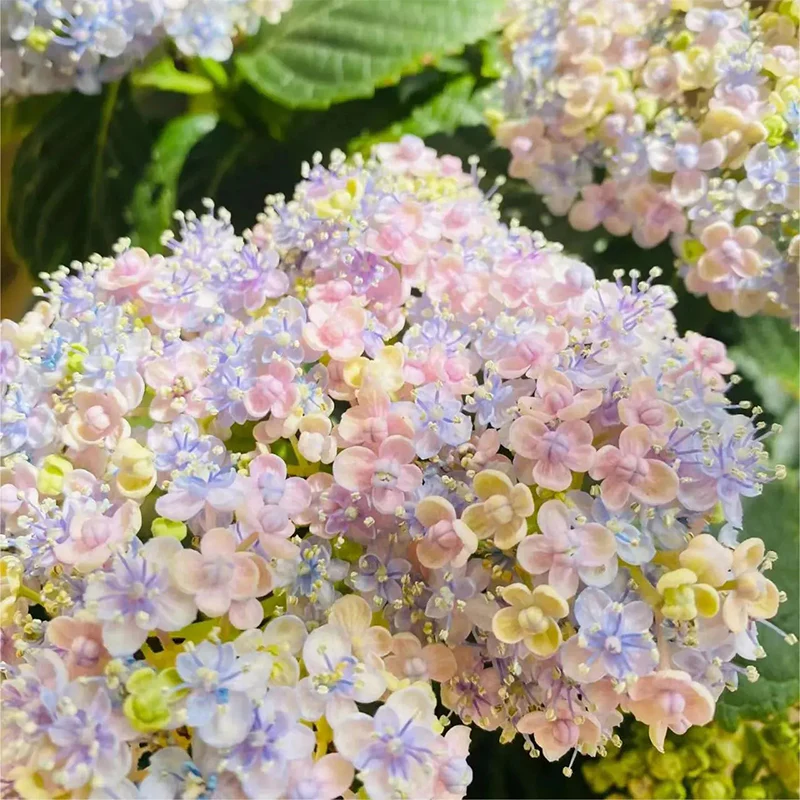 Ayesha Hydrangea macrophylla - Image 3
