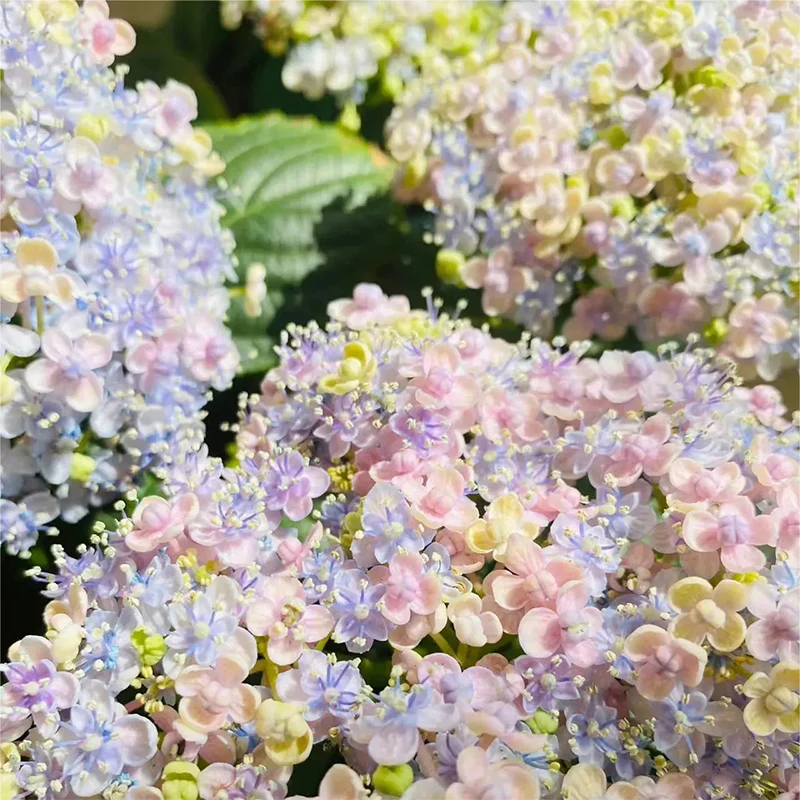 Ayesha Hydrangea macrophylla - Image 4