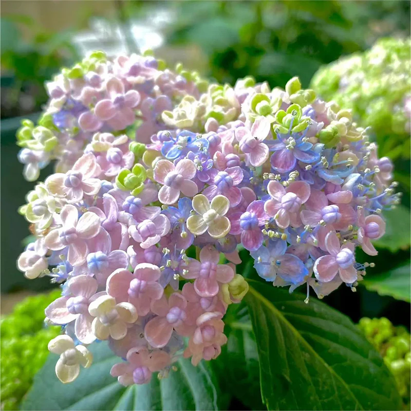 Ayesha Hydrangea macrophylla - Image 5