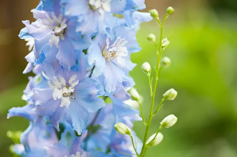 Baby Blue Larkspur Seeds - Image 4