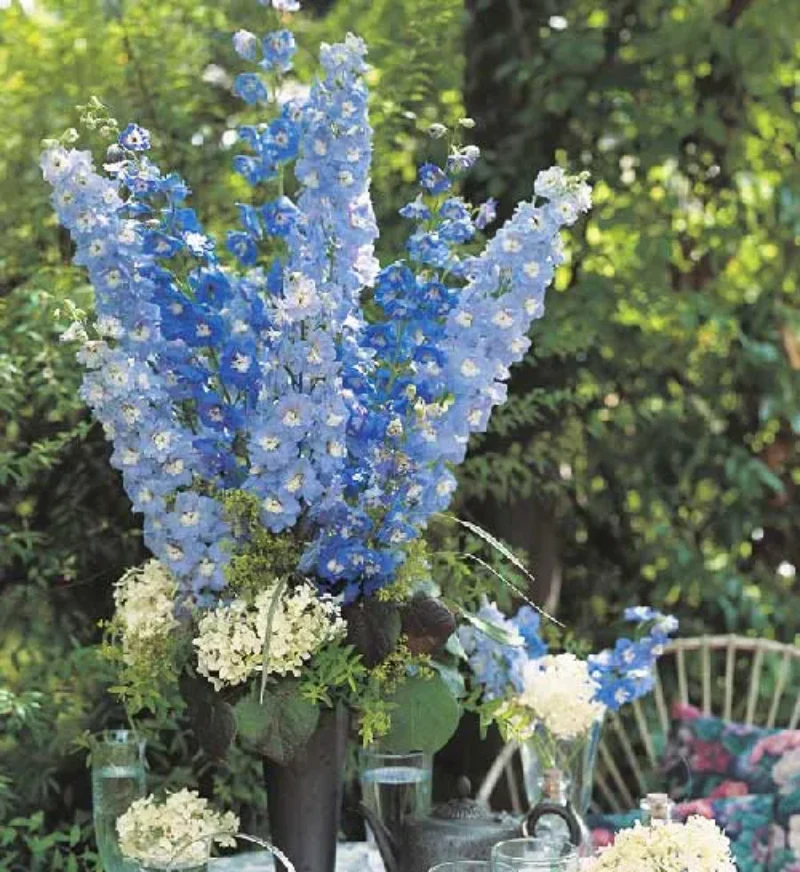 Baby Blue Larkspur Seeds - Image 5