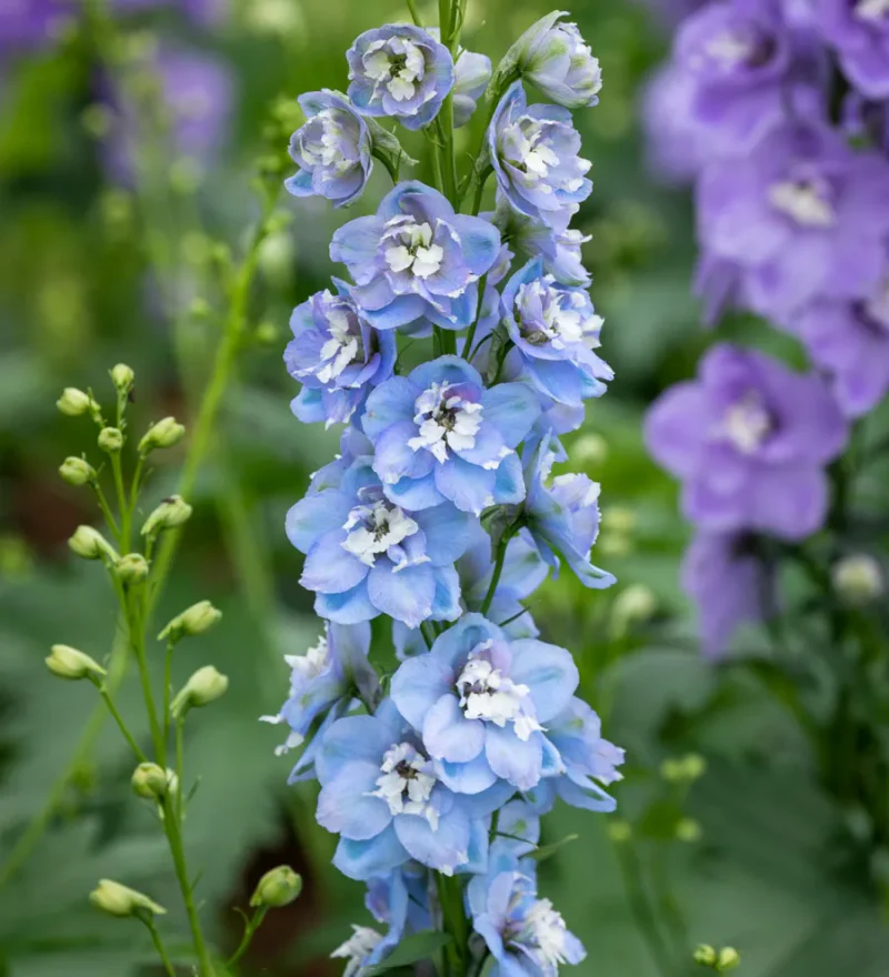 Baby Blue Larkspur Seeds - Image 6