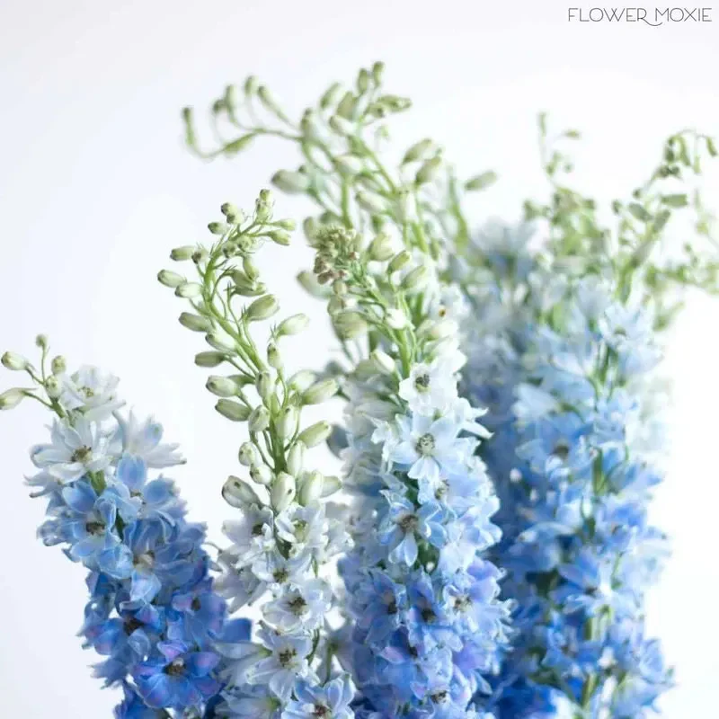 Baby Blue Larkspur Seeds - Image 8