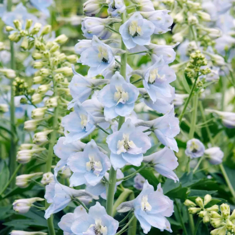 Baby Blue Larkspur Seeds - Image 9