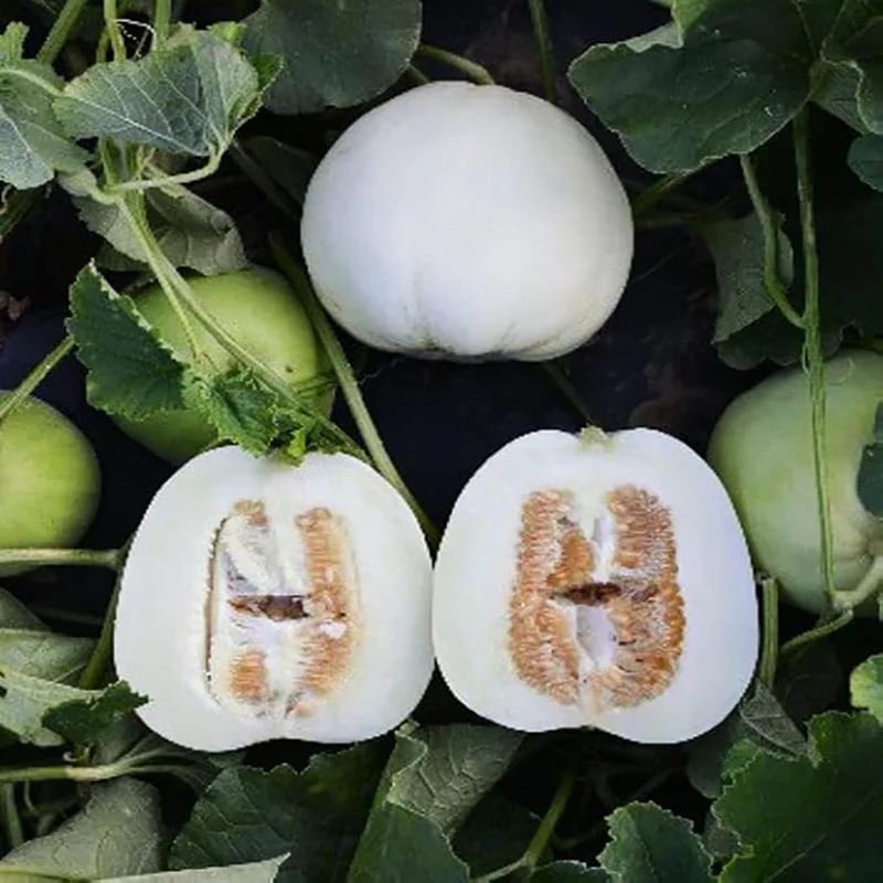 Bai Mibao Taiwan Melon Seeds White Thin-Wall Muskmelon - Image 2