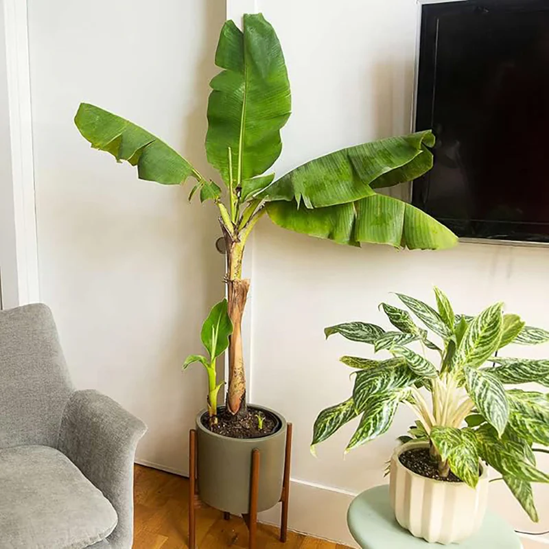 Banana Tree Seed Tropical Plant Delicious Sweet Fruit Non-GMO Gardening - Image 5